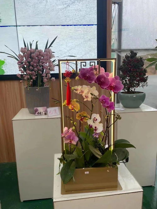 花滿金陵，美好生活 2022南京精品年宵花展盛大啟幕