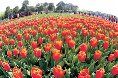 十年砥礪，從荒灘到花港的華麗蝶變