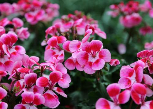 伏天養花不煩惱，這三種花卉耐曬耐熱，輕松綻放整個夏天