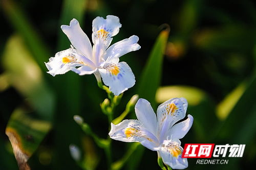 立夏將至，絢爛了整個春天的花影如夢