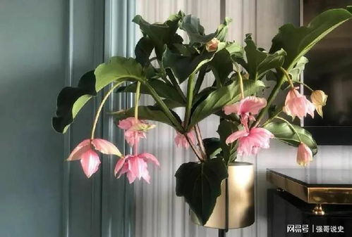 跌落民間的花皇后 粉嫩高雅如宮燈的花朵與家具美學